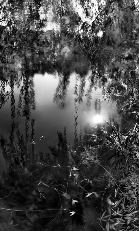 A back-and-white photograph of a pool of water surrounded by plants and vines.