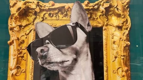 dog wearing black sunglasses peeking out from a gilded frame