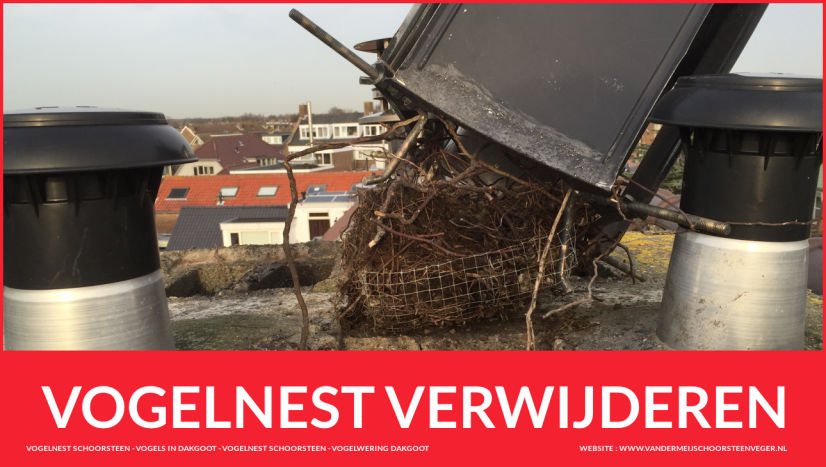 Vogelnest Verwijderen in schoorsteen Vogelwering bij last van vogels Zuid-Holland