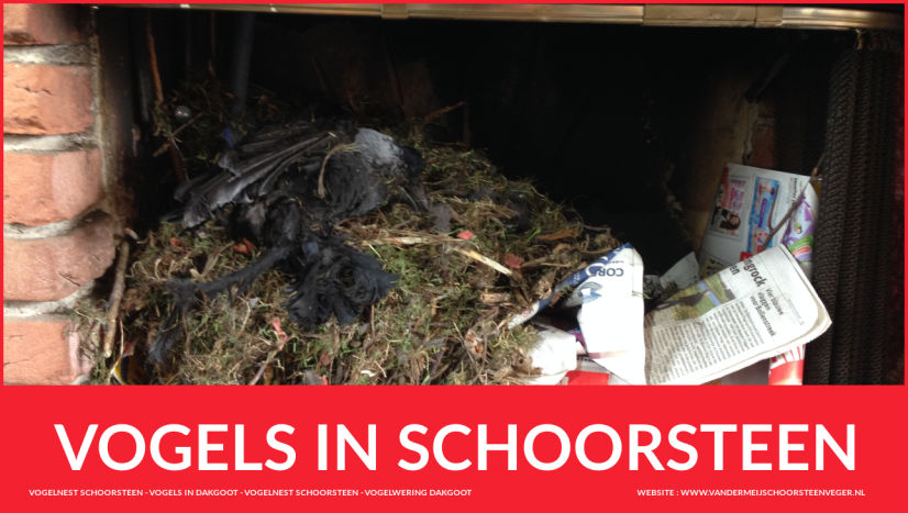 Vogelnest Verwijderen Service bij last van vogels in schoorsteen Zuid-Holland