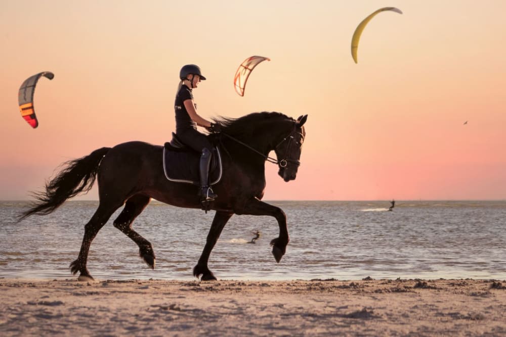 Fries paard op strand in friesland schriktraining