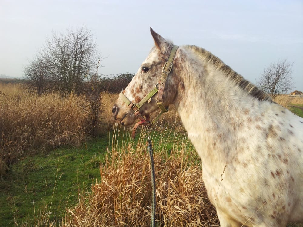 Wandelen door het natuurpark met Marlie