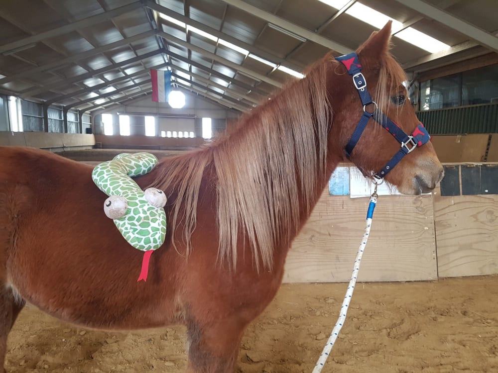 Jaarling Django met een slang op zijn rug