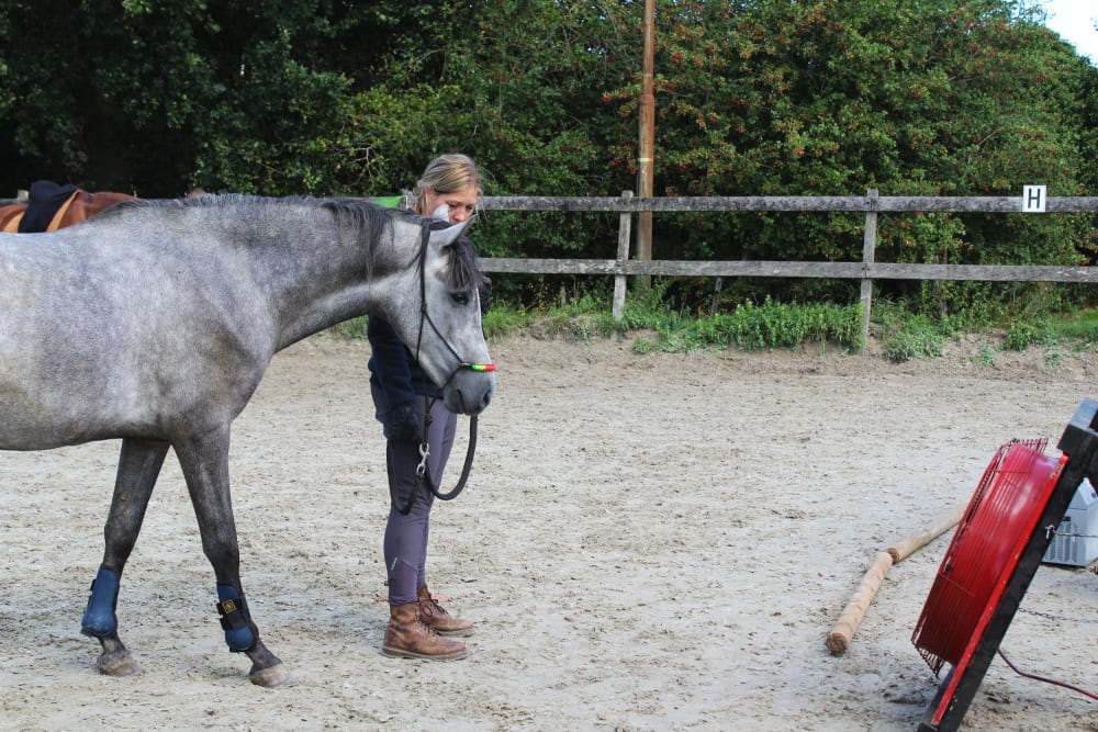 Jong arabisch paard bij de windmachine tijdens een schriktraining in Vuren