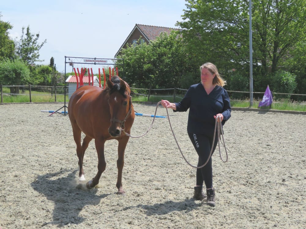 Bruine arabier en zijn eigenaar lopen rustig langs het schriktrainingparcours