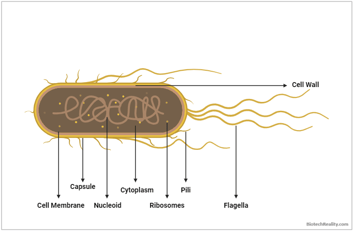 Escherichia coli or E. coli - Structure and Function