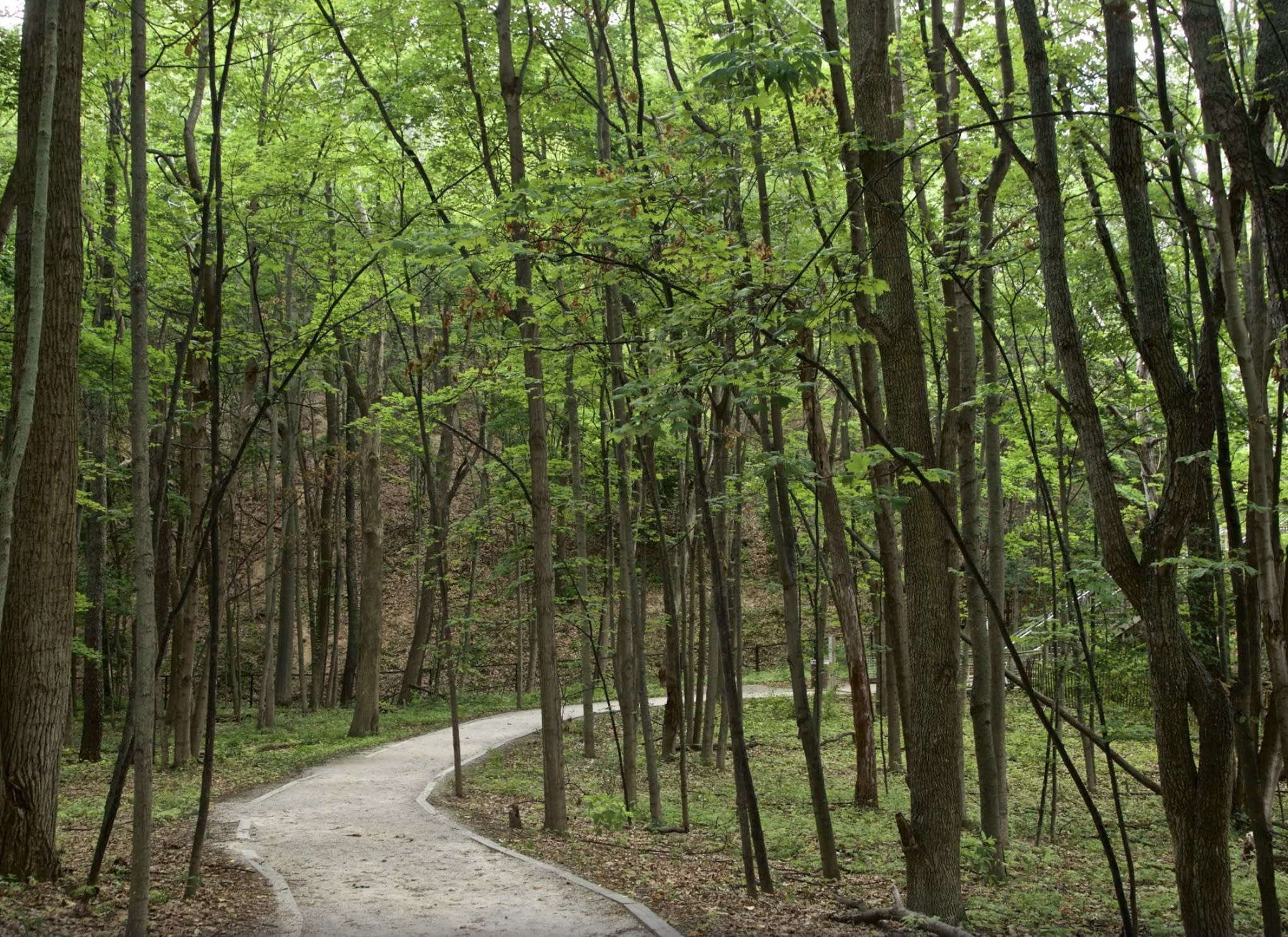 Mt. Pisgah Dune Boardwalk