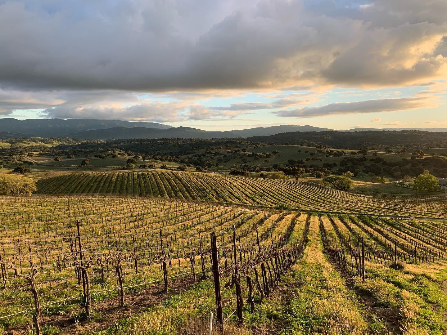 Purisima Mountain Vineyard