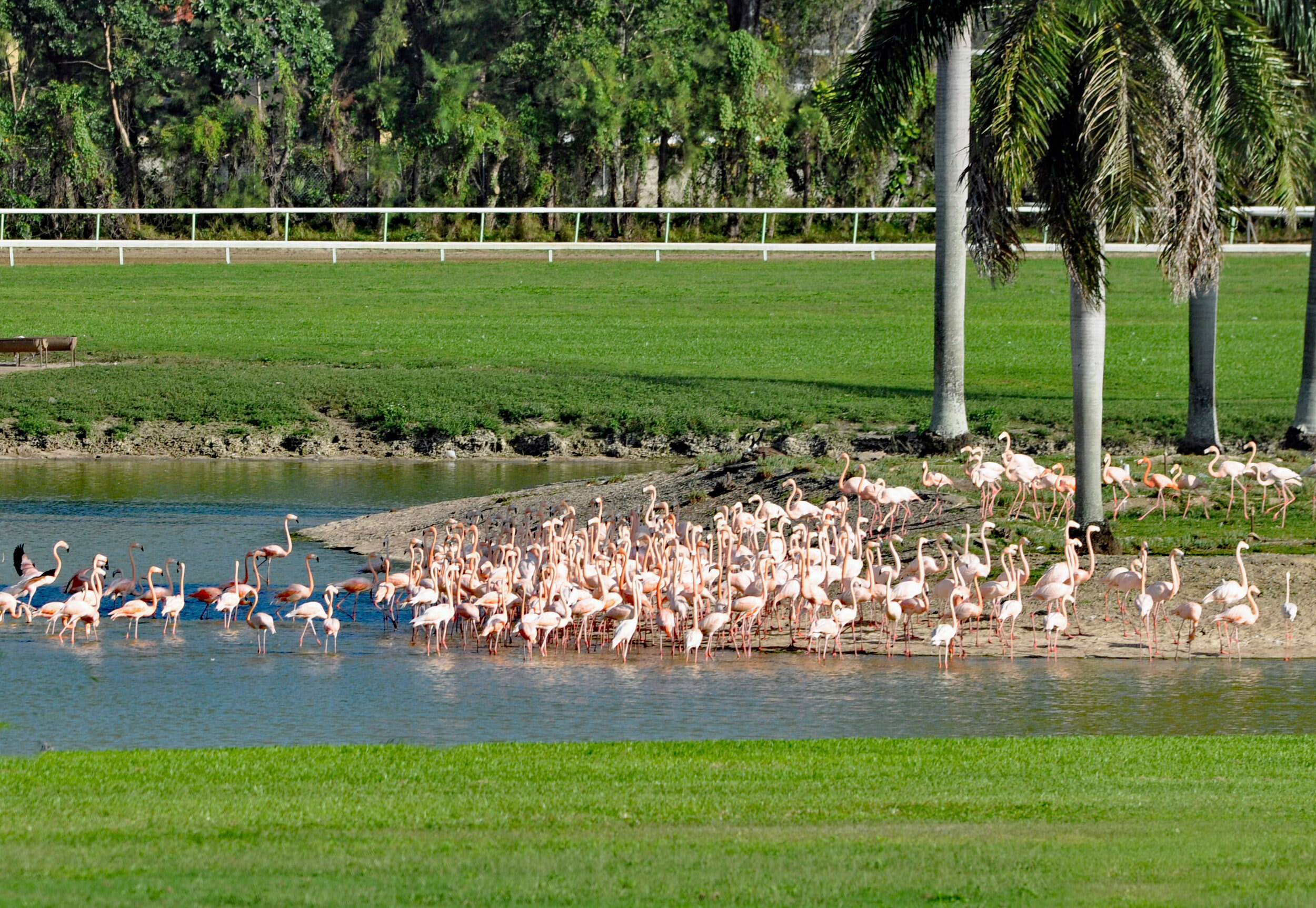 Hialeah Park Race Track