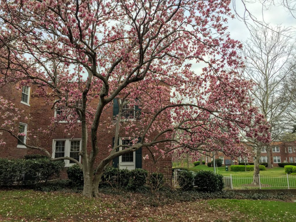 Colonial Village Neighborhood