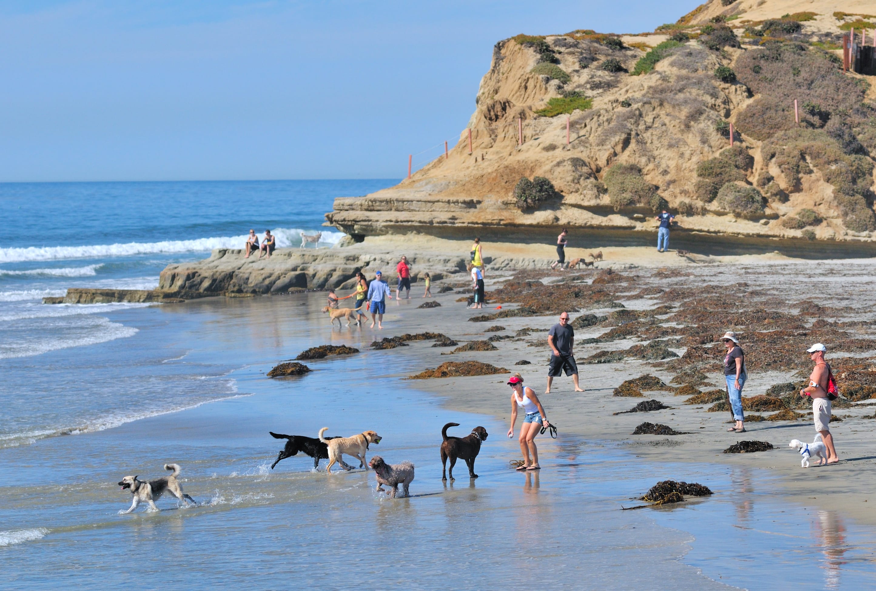 Del Mar Dog Beach