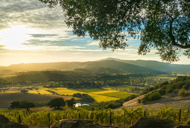 Rohnert Park Vineyard