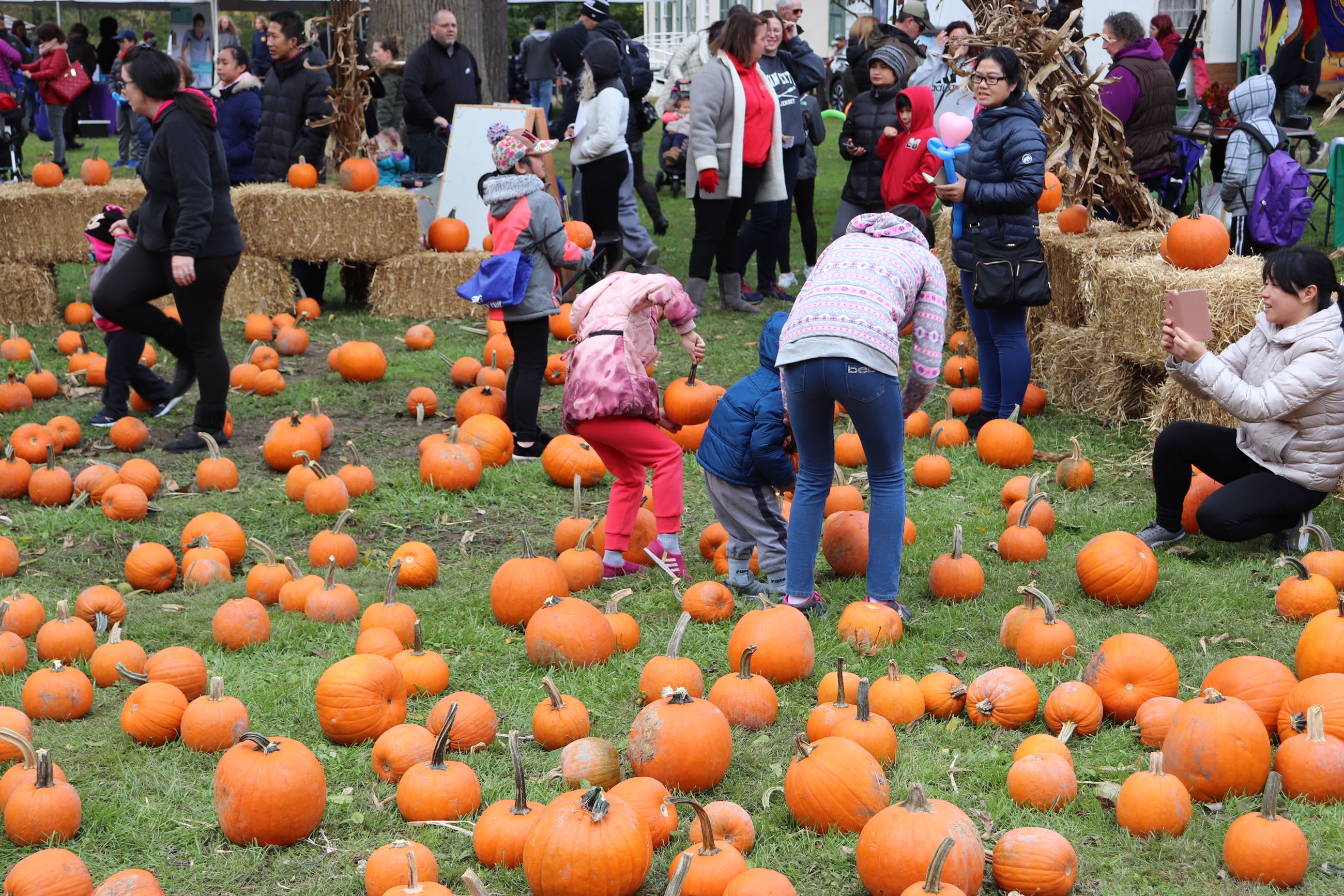 Cherry Hill, Harvest Festival