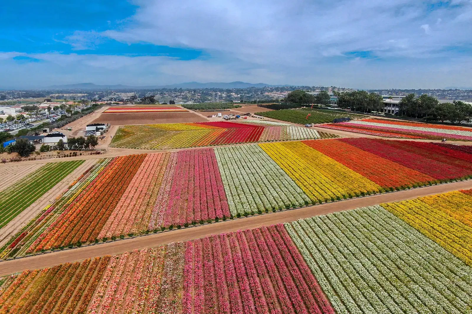 Carlsbad Flower Fields