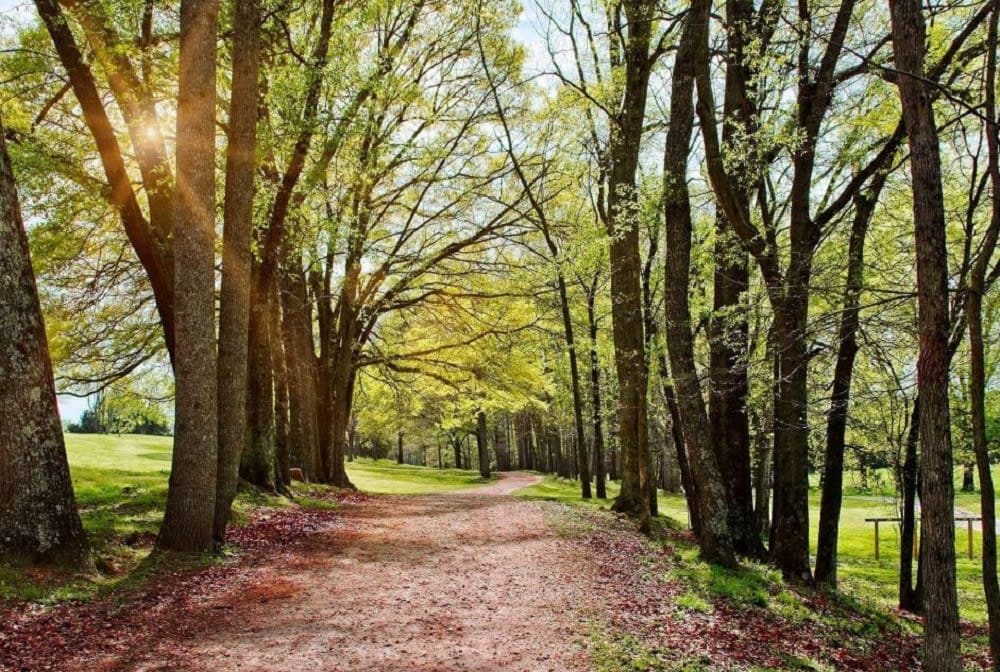 Anne Springs Close Greenway