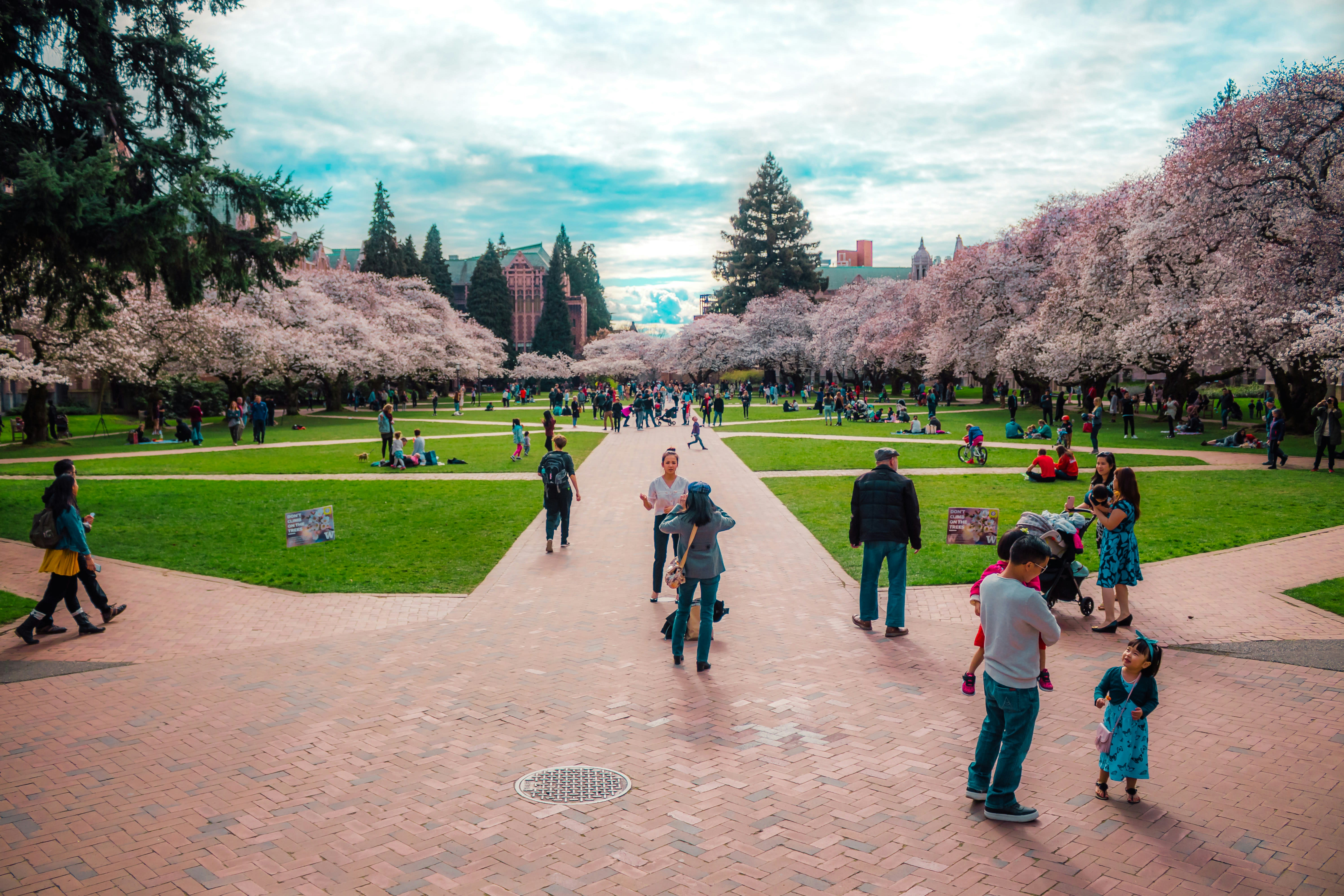 University of Washington Cherry Blossoms