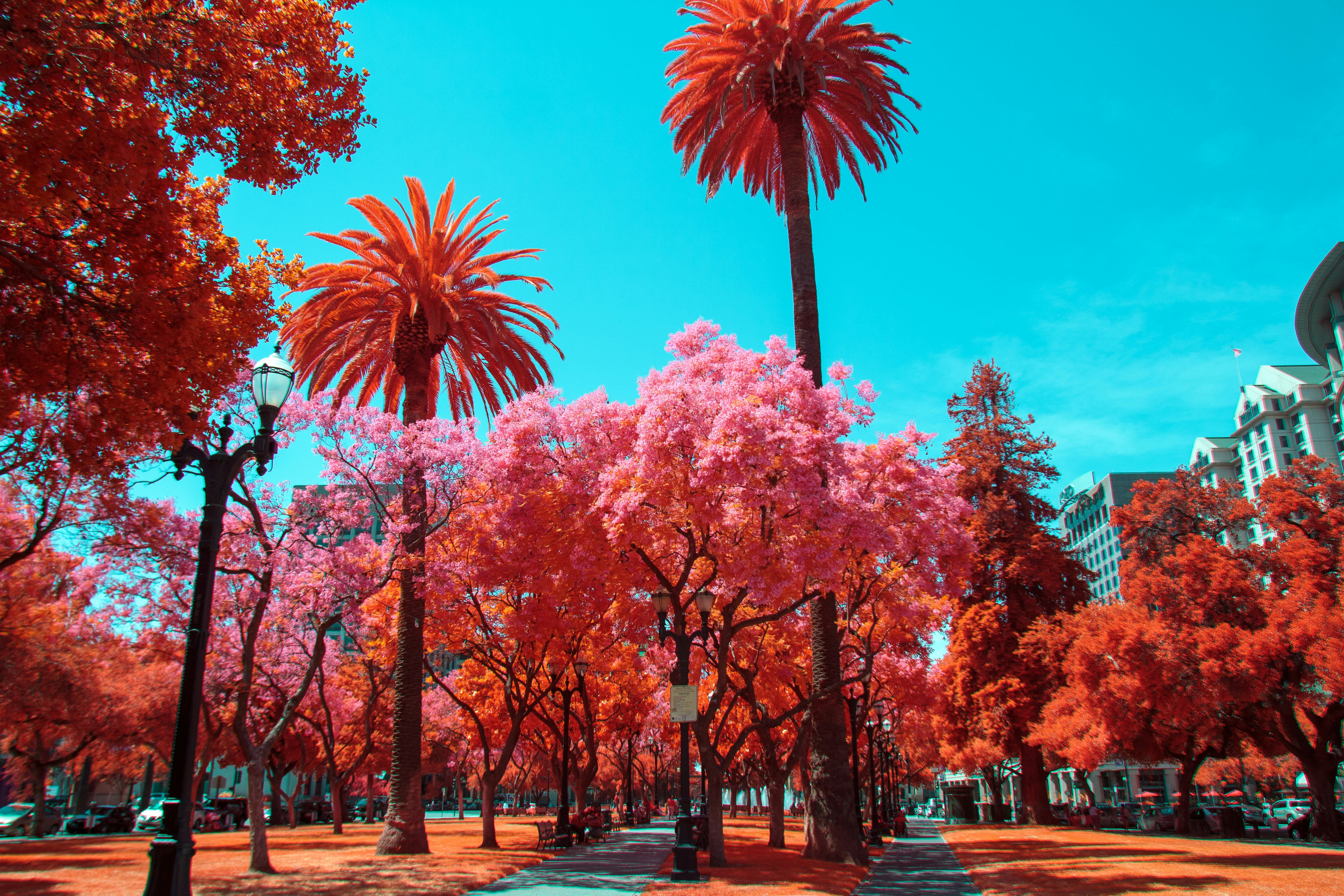 San Jose in Full Bloom