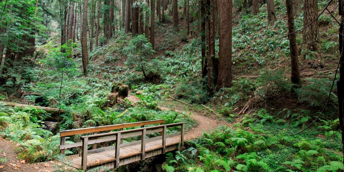 Redwood City Hiking Trail