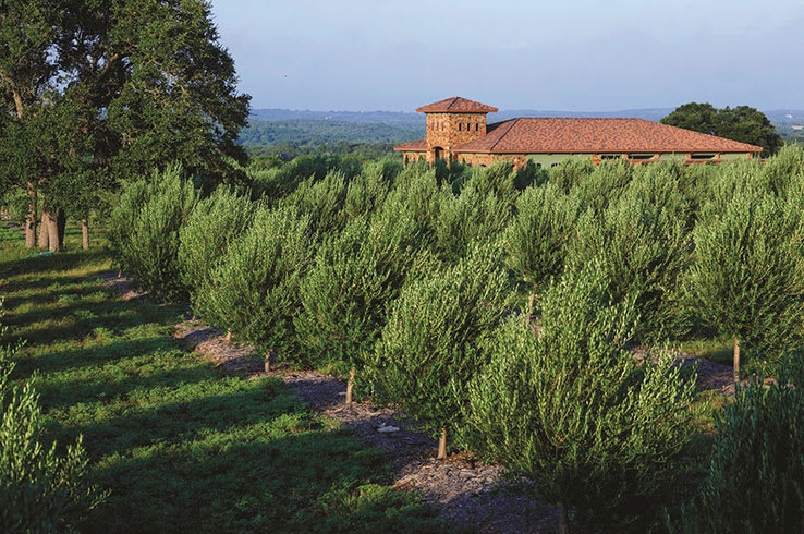 Texas Hill Country Olive Company