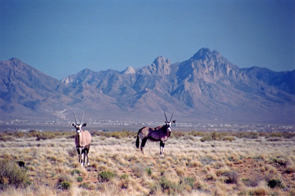 Las Cruces Countryside