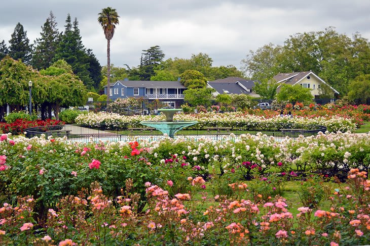 Rose Garden 