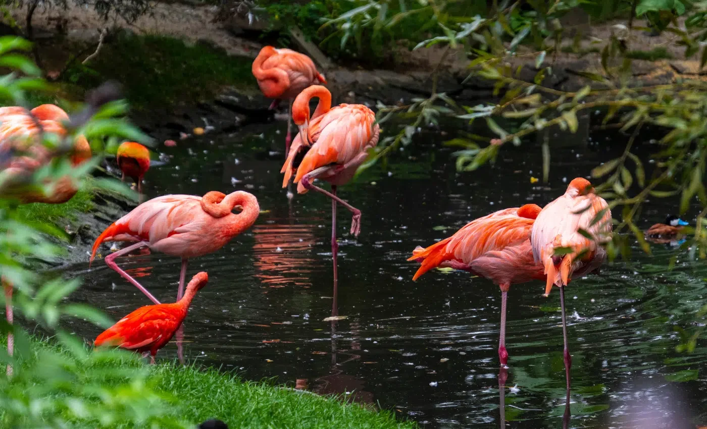 Flamingo Gardens