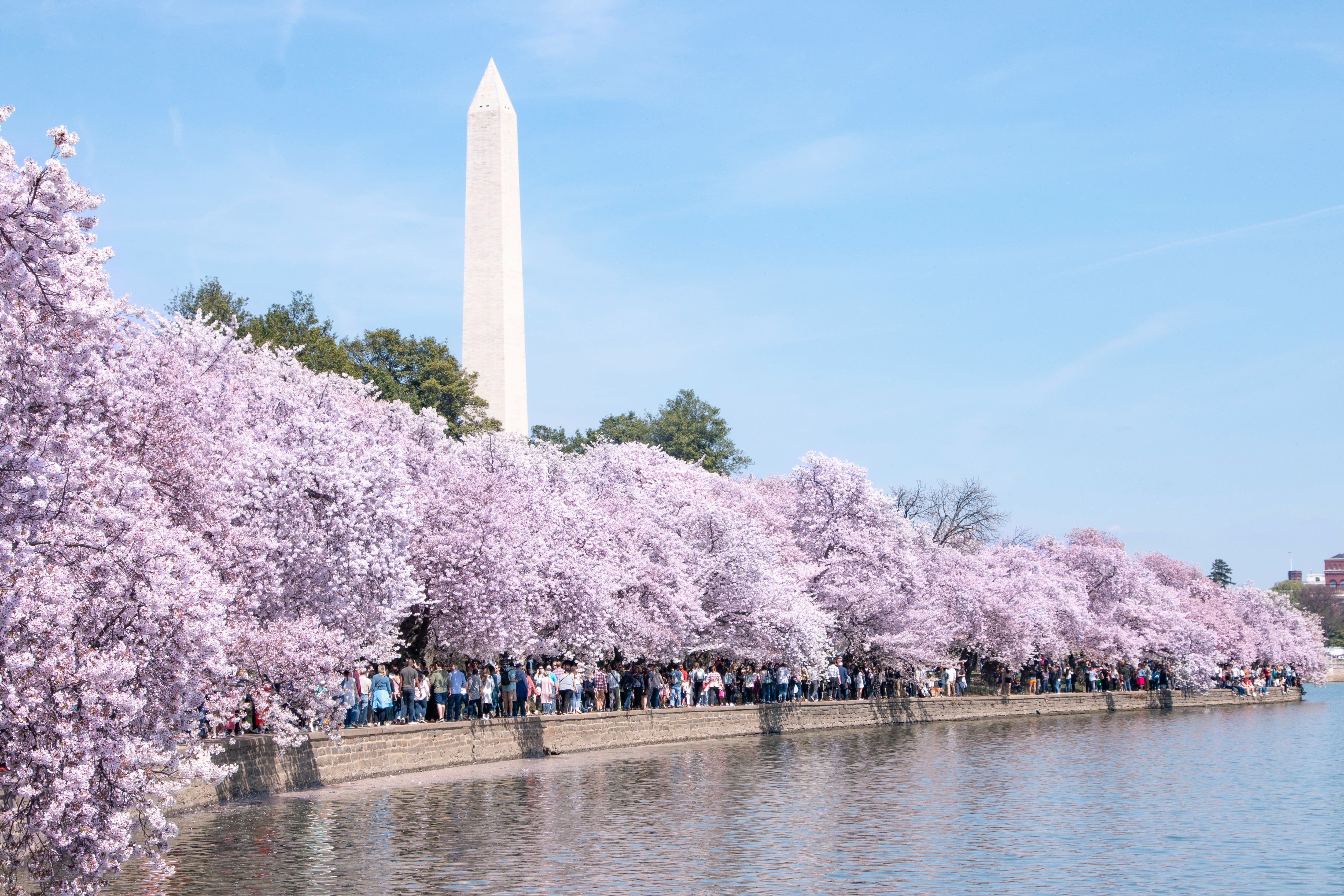 Cherry Blossoms frame the Monument