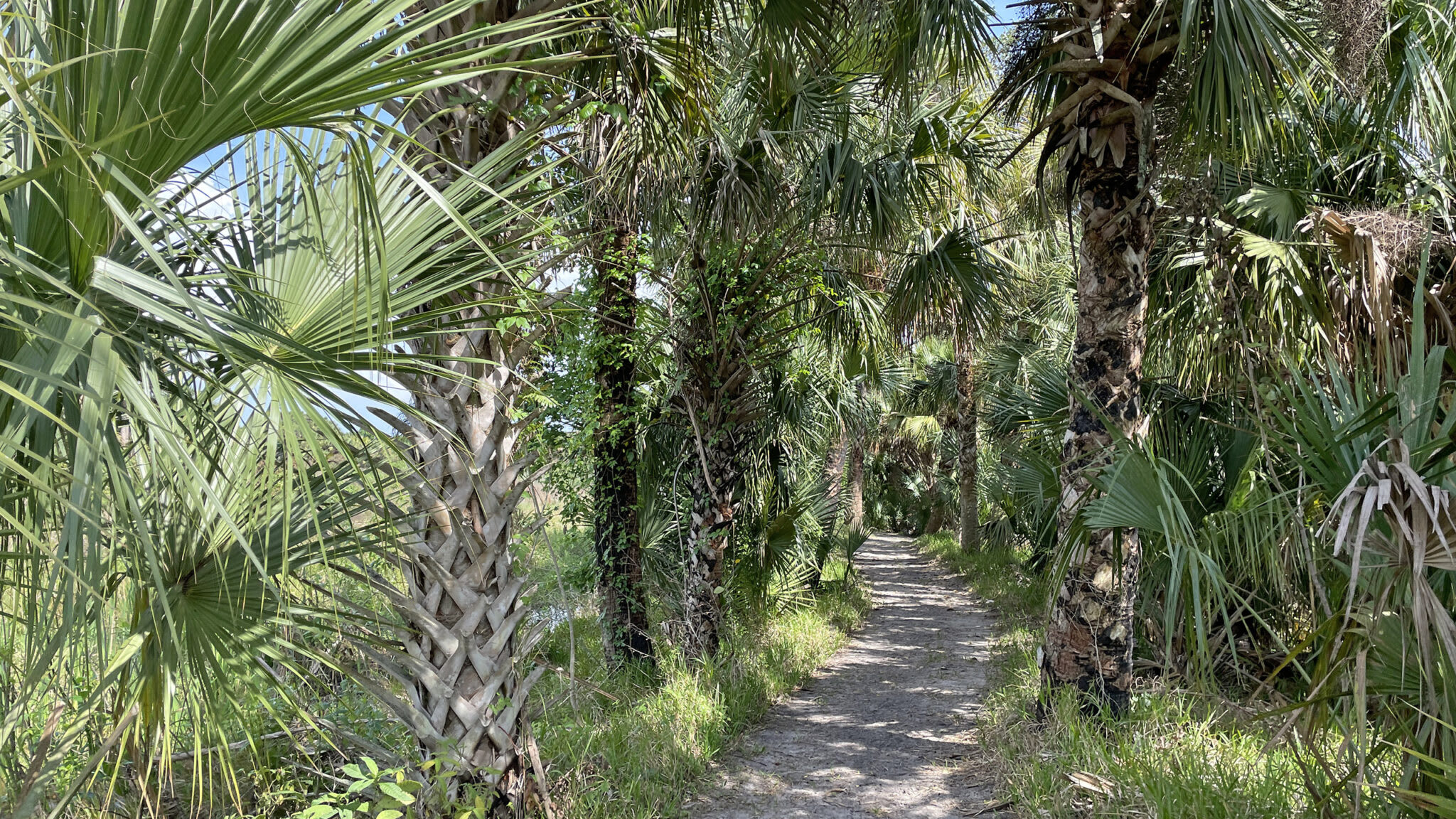 Teague Hammock Preserve