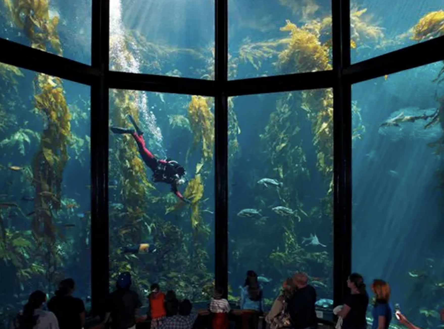 Monterey Bay Acquarium