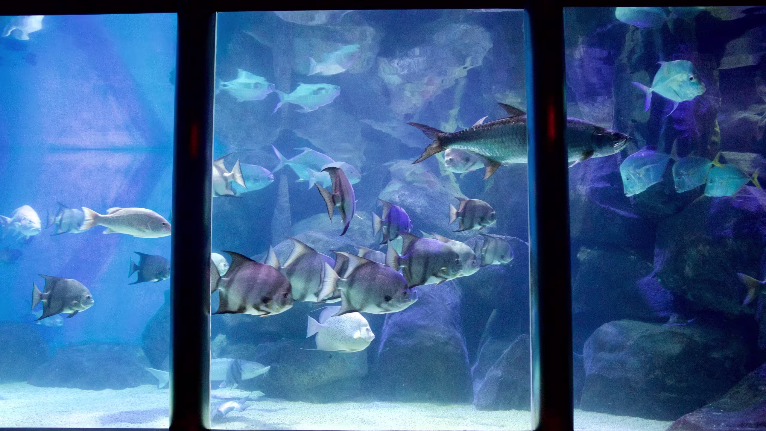 Virginia Aquarium and Marine Science Center