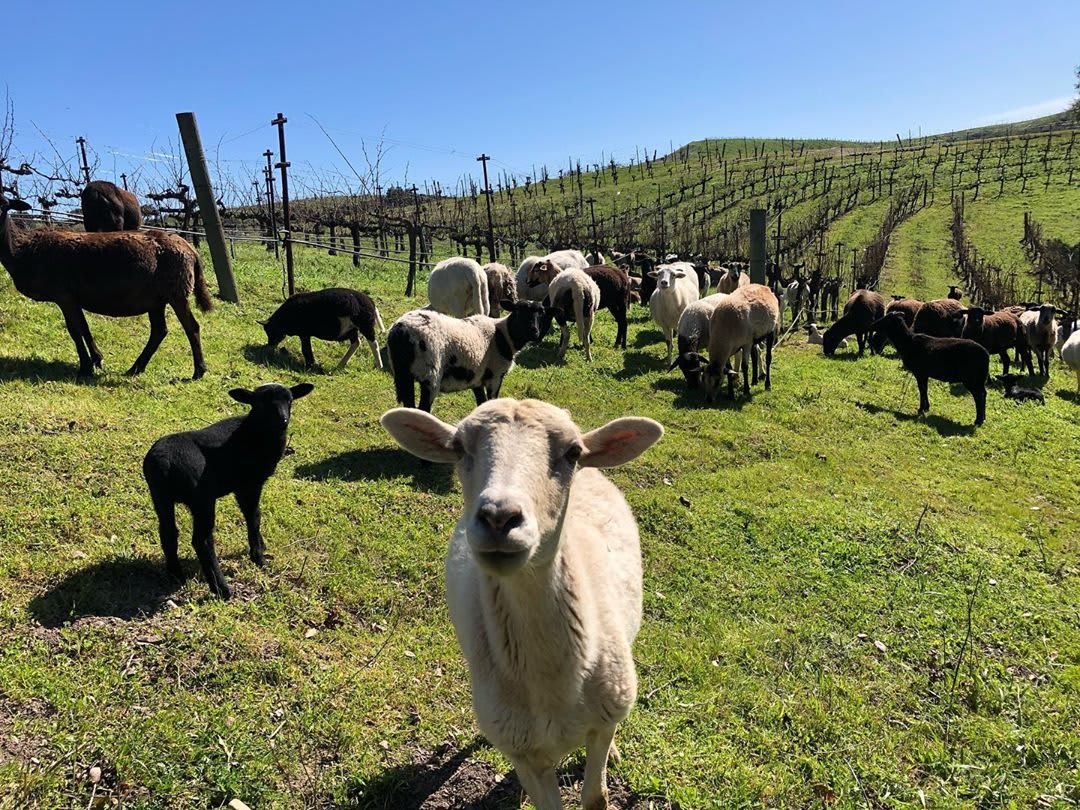 Locals Relaxing at Winery