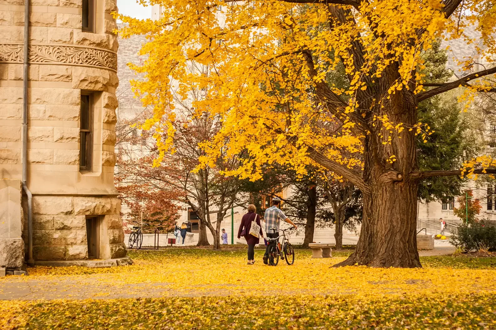 Fall on Campus