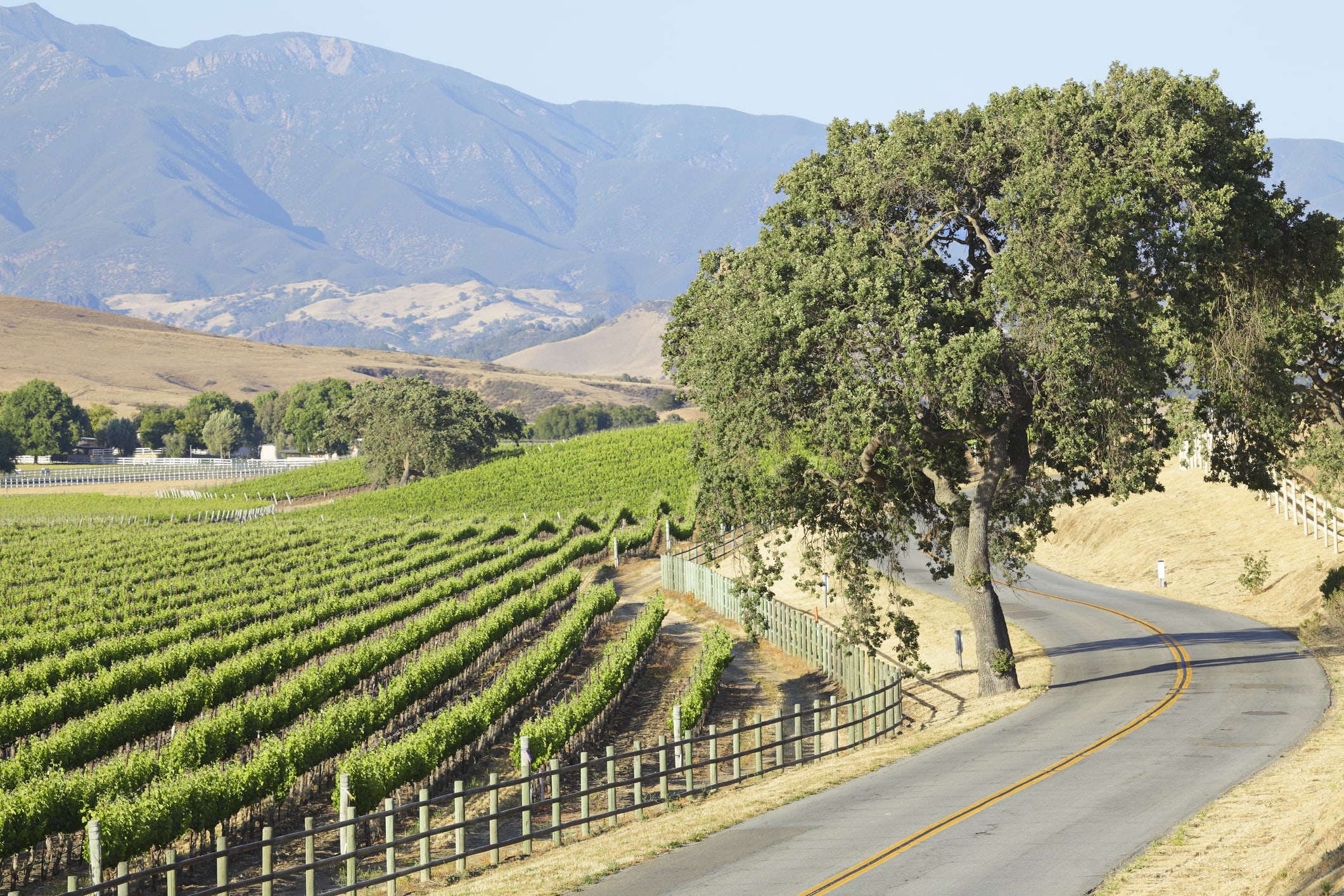 Los Olivos Countryside