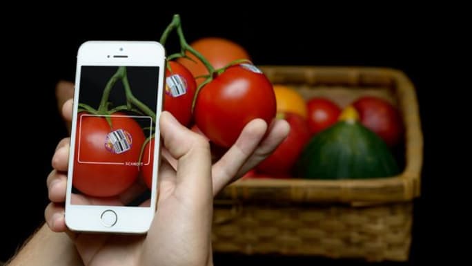 taking pictures for tomatoes