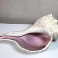 Conch Shell of Healing
