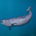 Narwhal