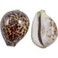 Leopard Print Shell that Summons