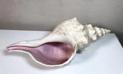 Conch Shell of Healing