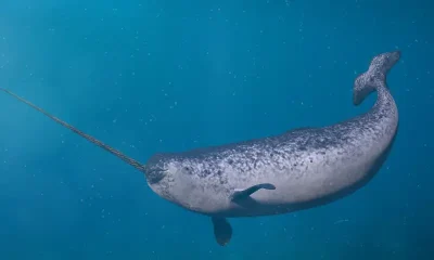 Narwhal