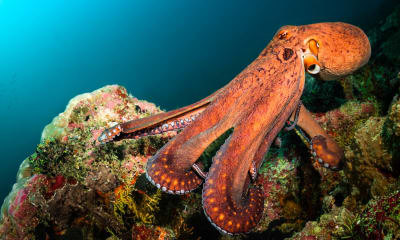 Octopus