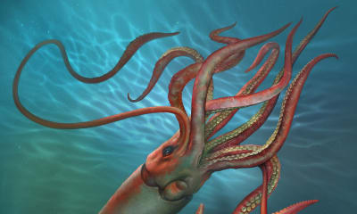 Giant Squid