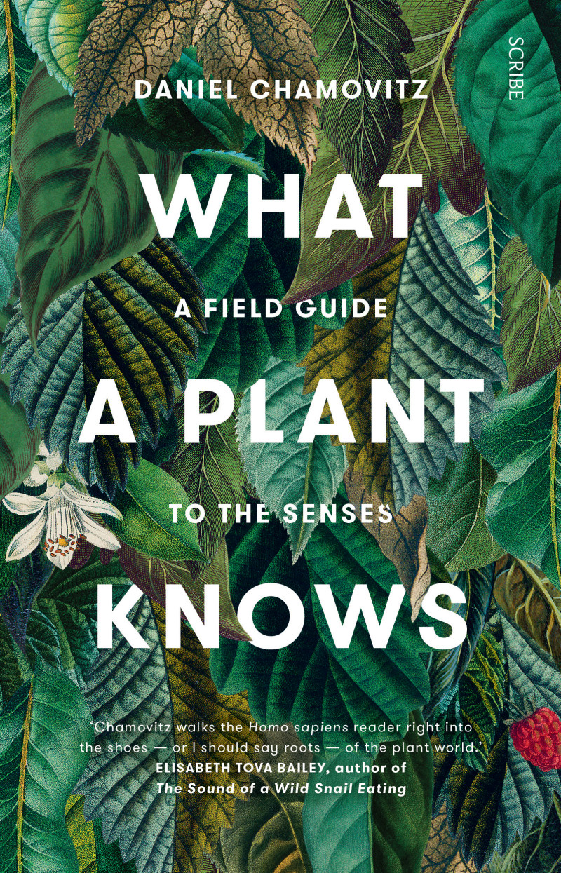 What a Plant Knows Book Scribe Publications