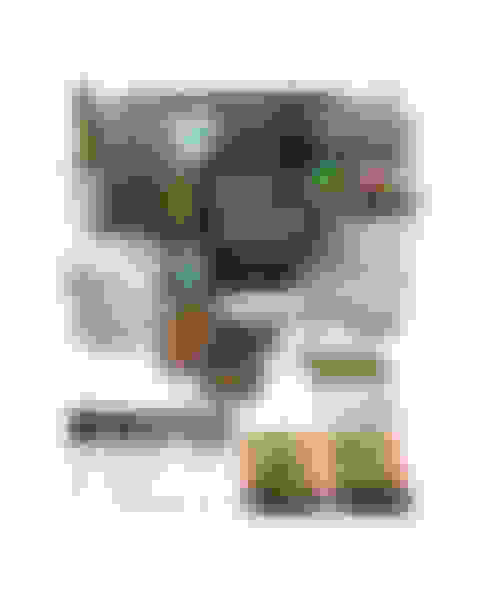 v2-prize-succulent--cactus-seed-kit-image