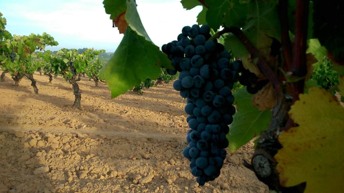 Black grapes on vine