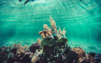 Beyond the Waves - Embracing Sustainability to Preserve Ocean Biodiversity thumbnail