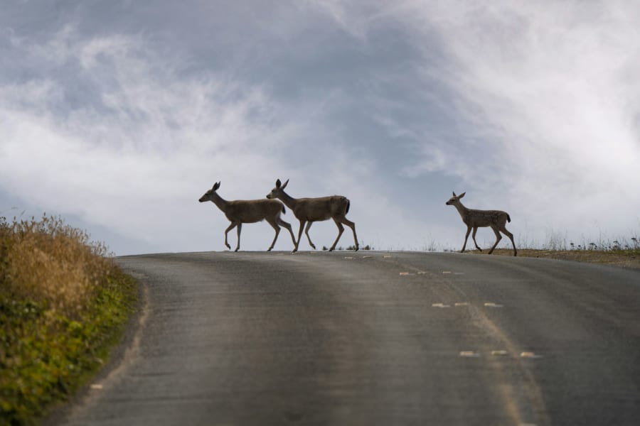 three deer crossing the road