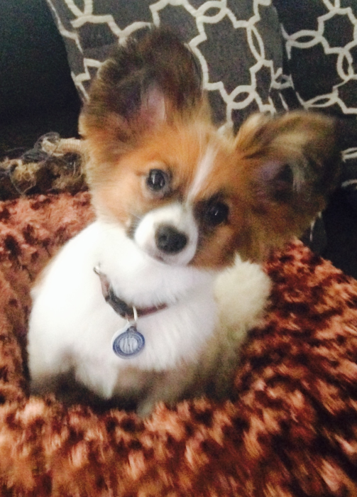Searchbreeders Com A Breed Apart Papillons