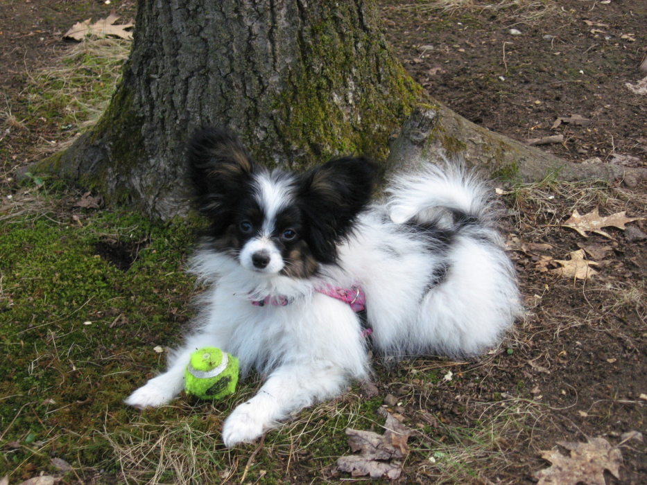 Searchbreeders Com A Breed Apart Papillons