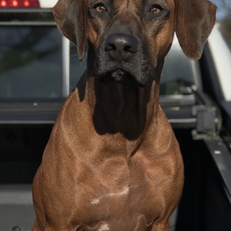 SearchBreeders.com | Crestridge Rhodesian Ridgebacks