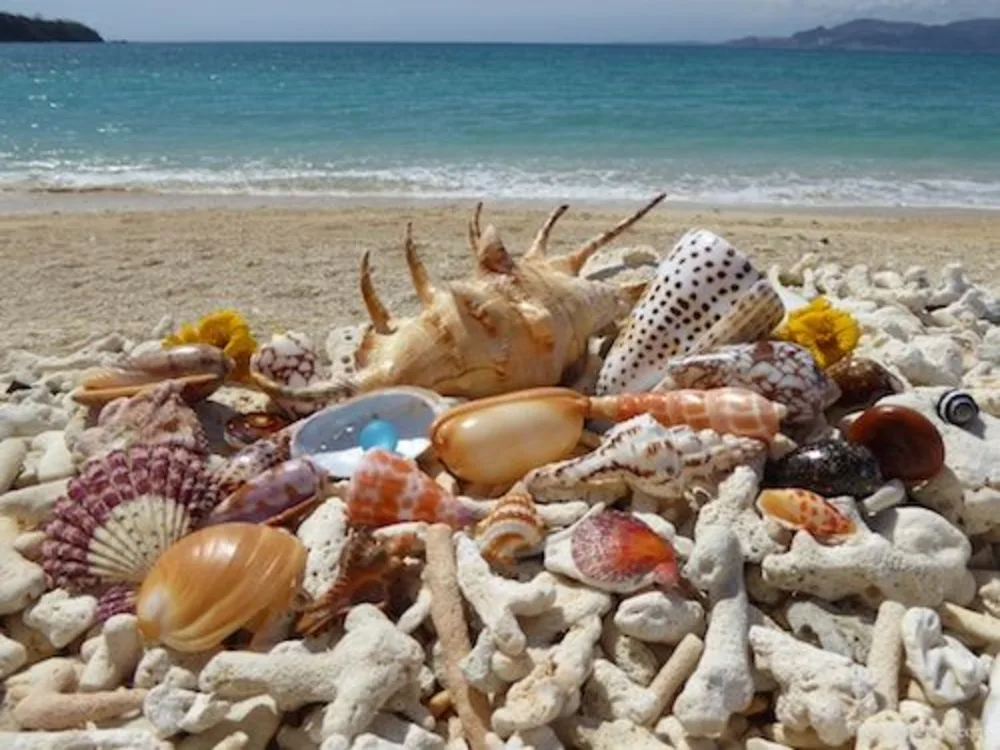 Beach Combing Rentals